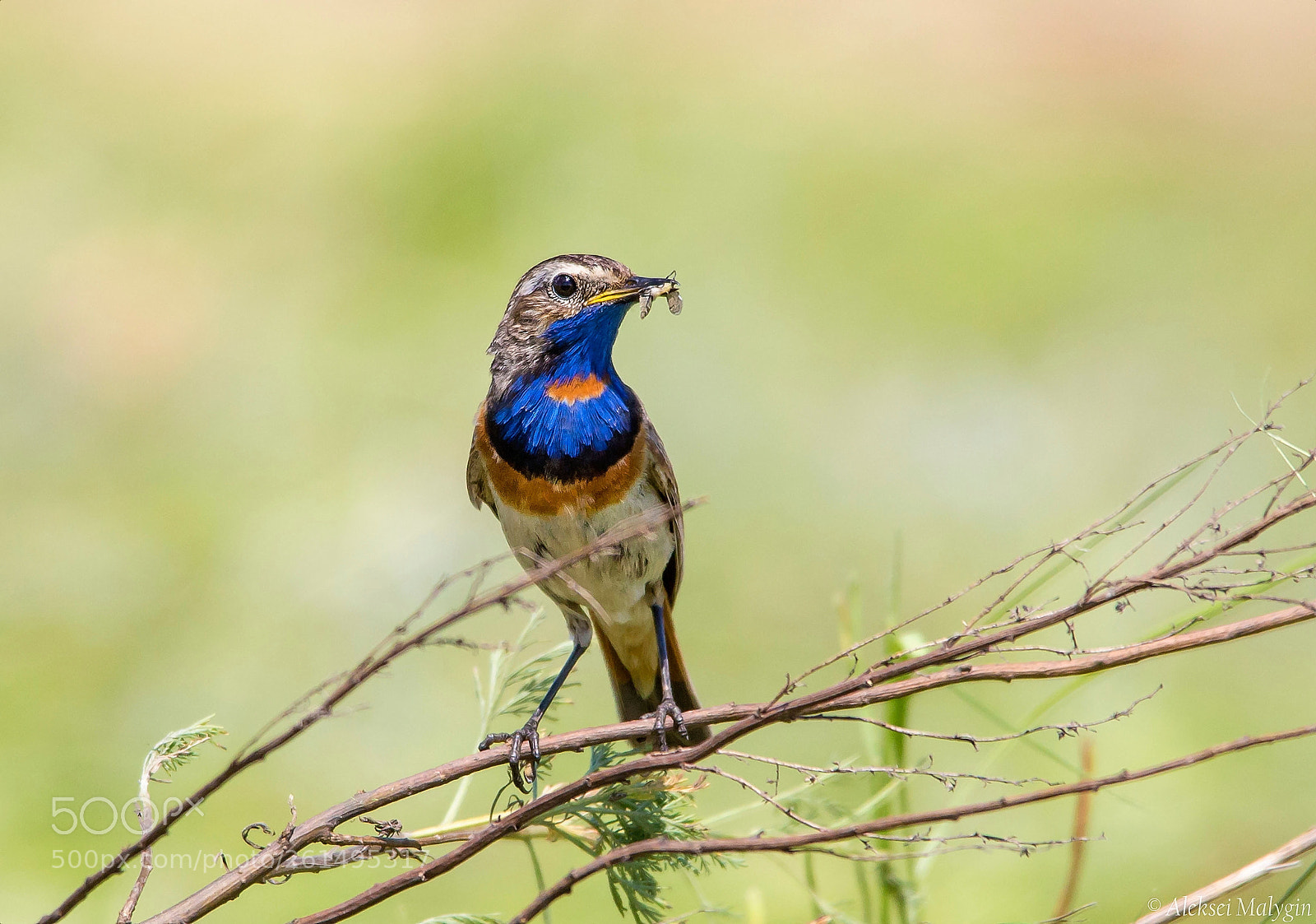 Canon EOS 6D sample photo. Blue throat photography