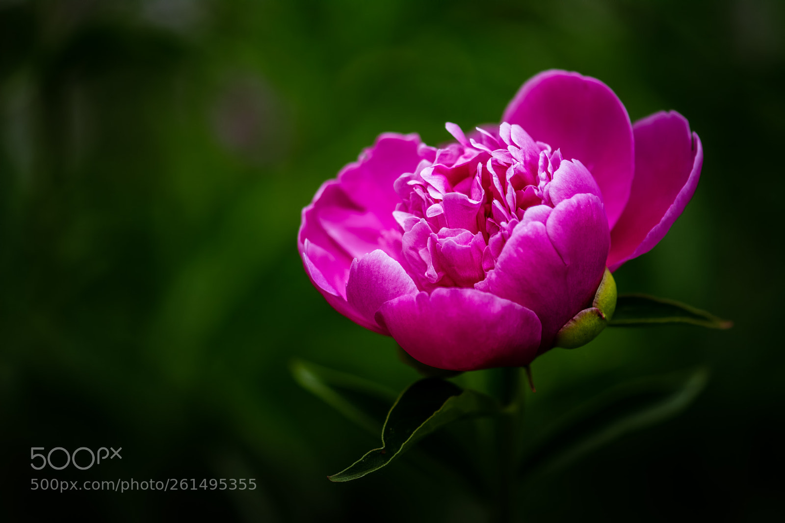 Nikon D7100 sample photo. Peony photography