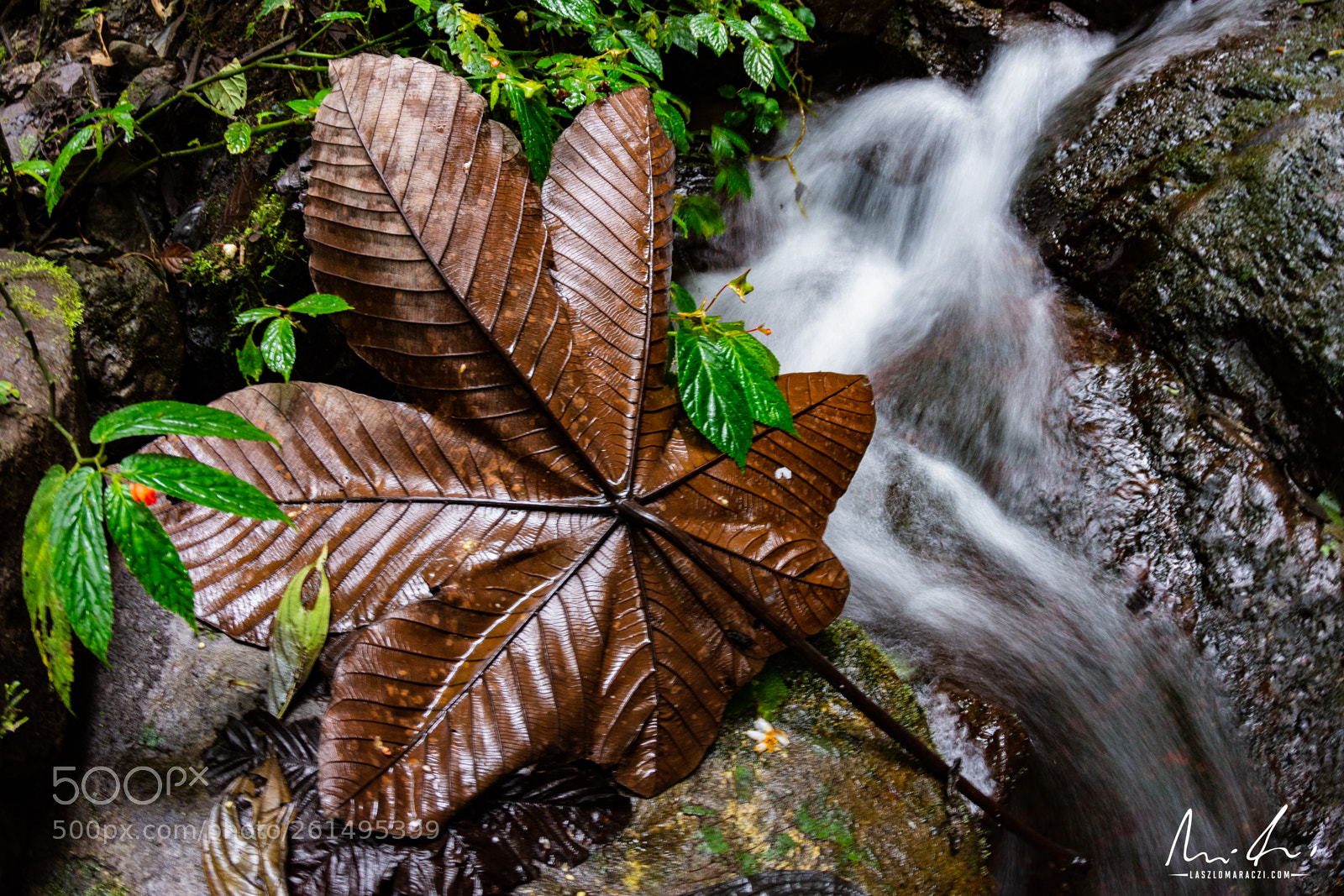 Nikon D7200 sample photo. Just a big leaf photography