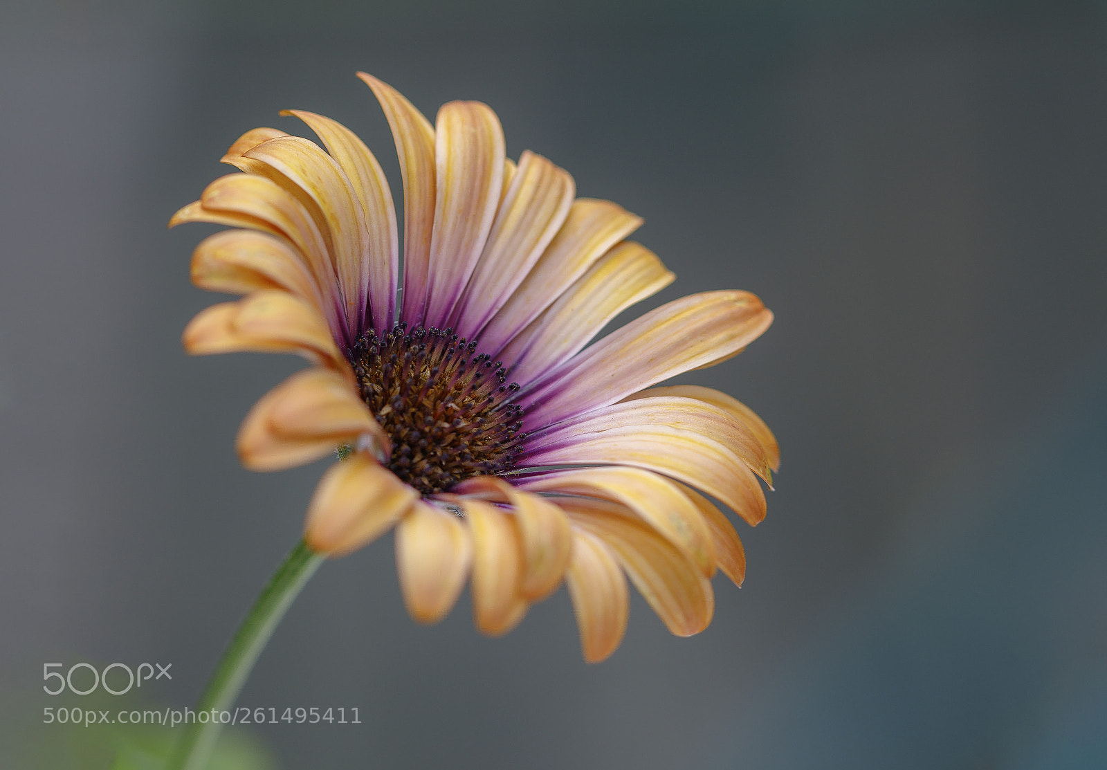 Canon EOS 7D Mark II sample photo. African daisy photography