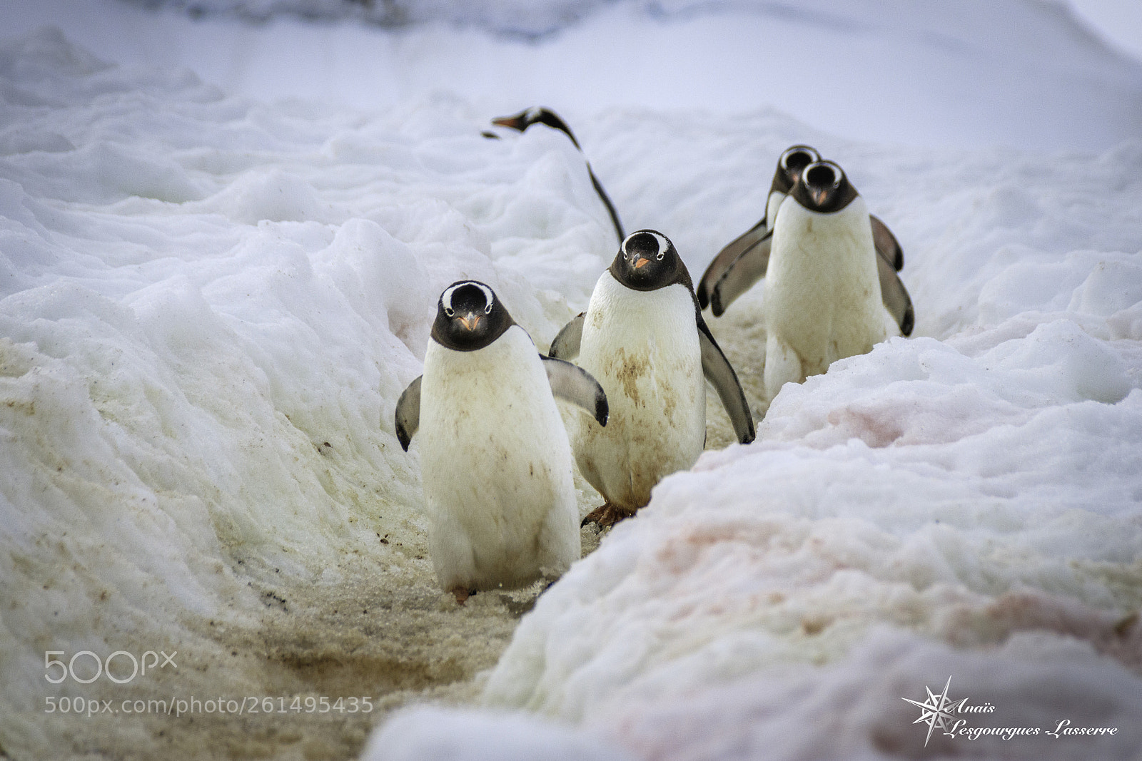Canon EOS 80D sample photo. Antarctica photography