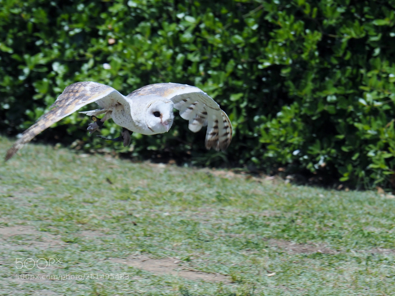 Olympus OM-D E-M5 II sample photo. White owl at zoorasia photography