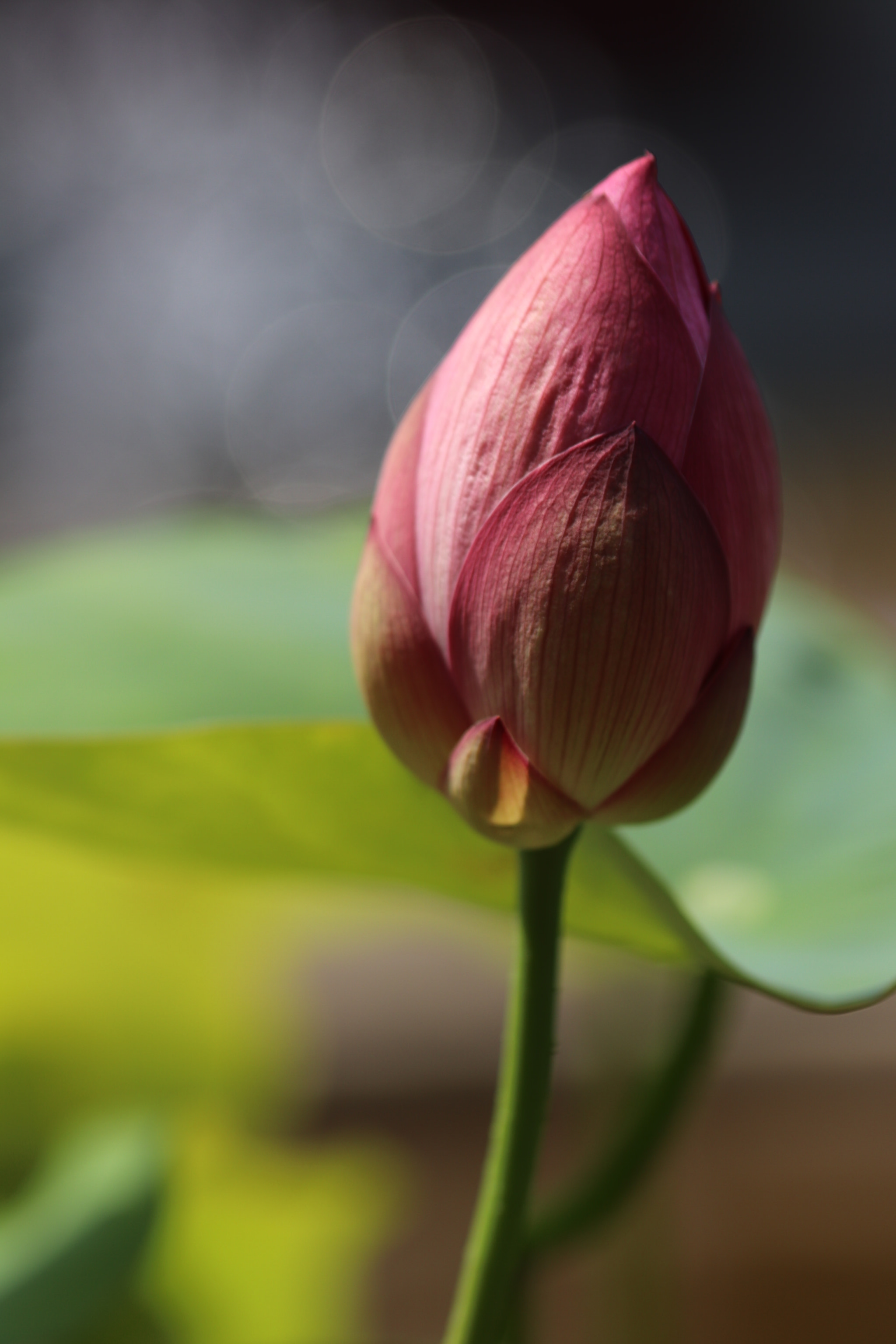 Canon EF 100mm F2.8L Macro IS USM sample photo. 蓮 nelumbo nucifera photography