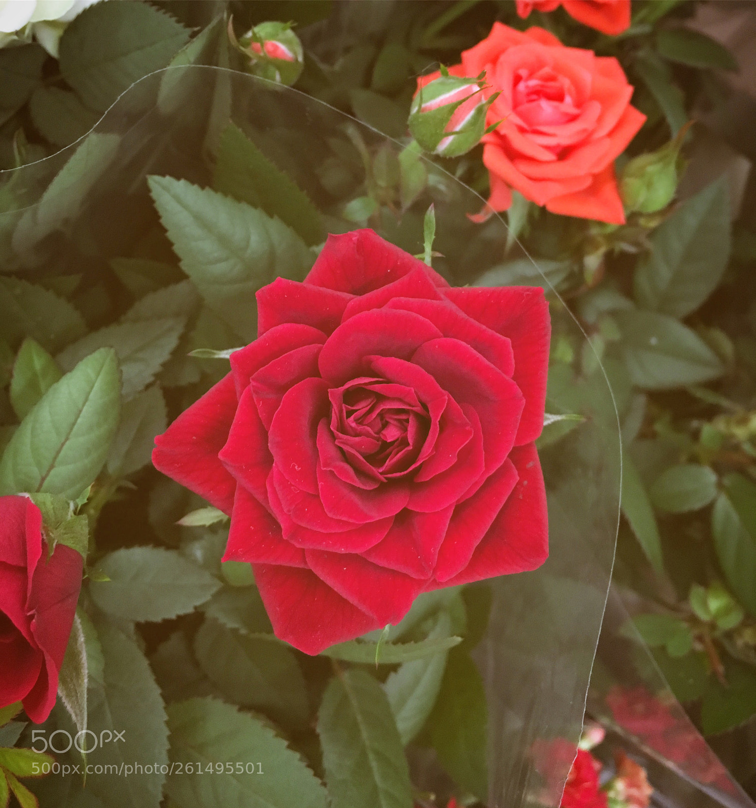 Apple iPhone 6s sample photo. Rose photography