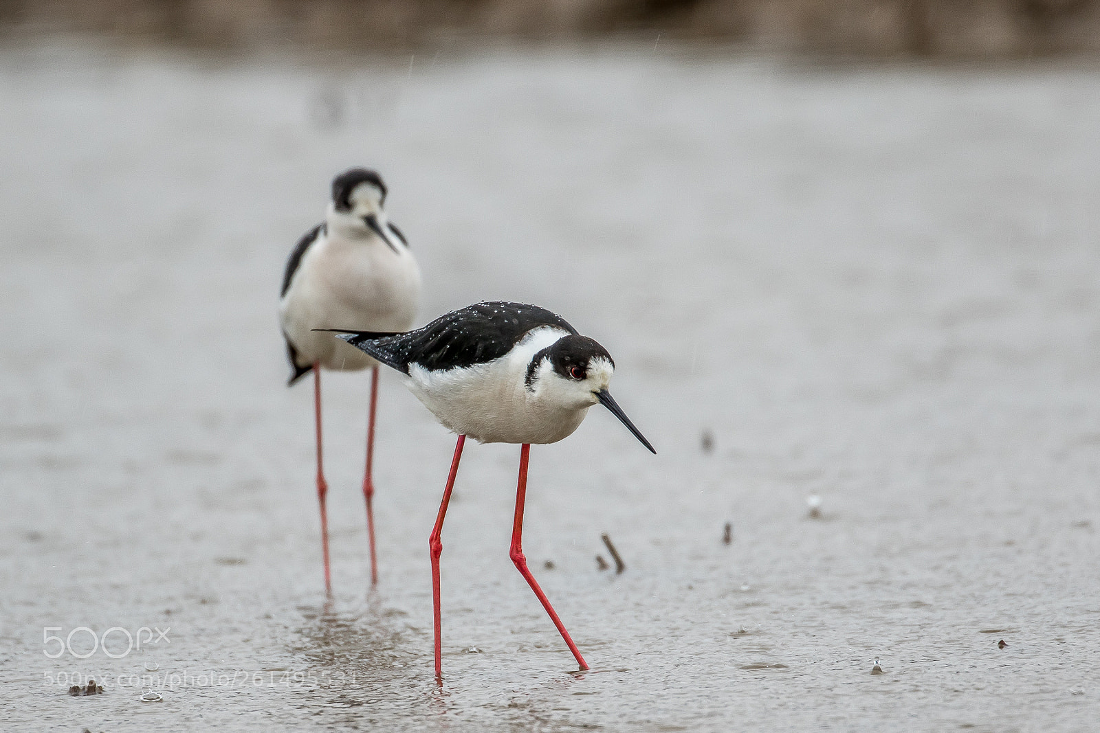 Canon EOS 7D Mark II sample photo. Rainy days (black-winged stilt) photography