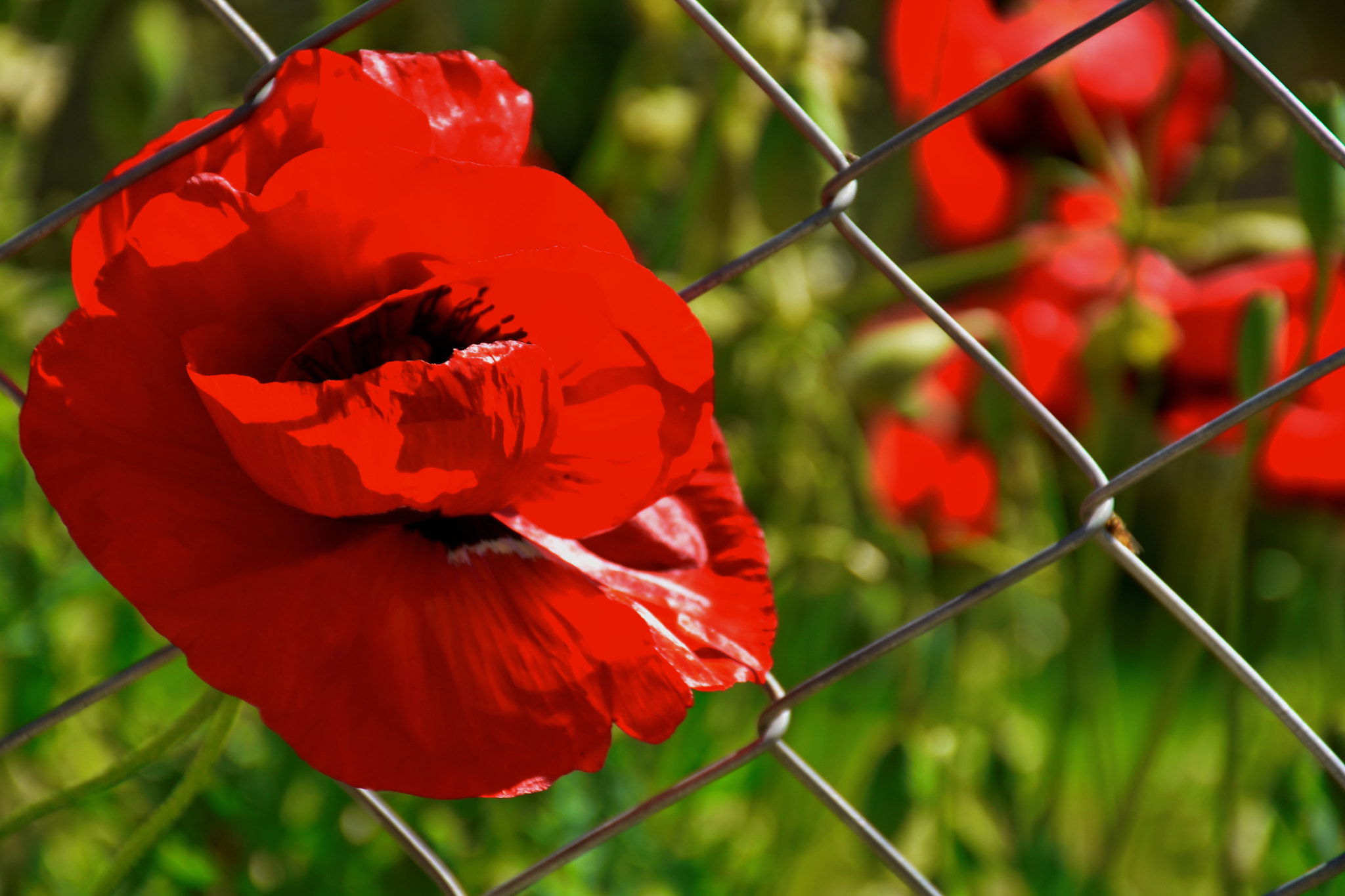 Nikon D7200 sample photo. Freedom photography