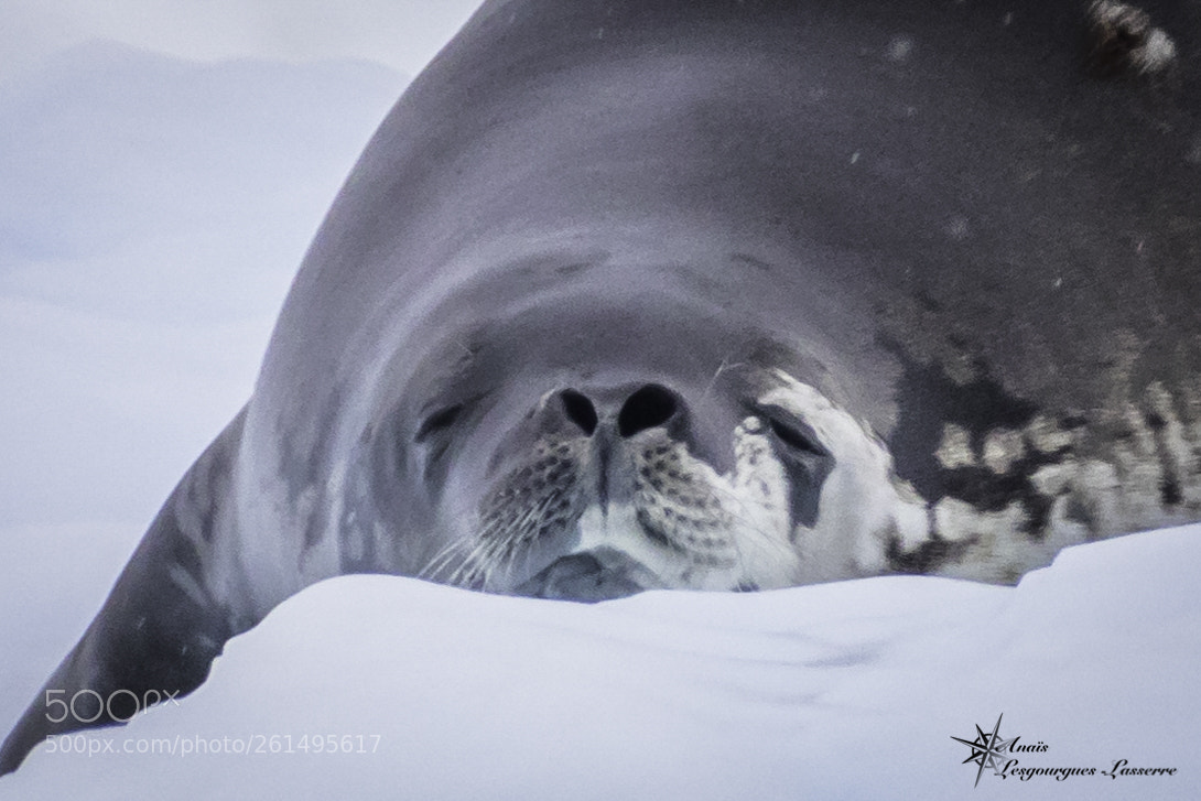 Canon EOS 80D sample photo. Antarctica photography