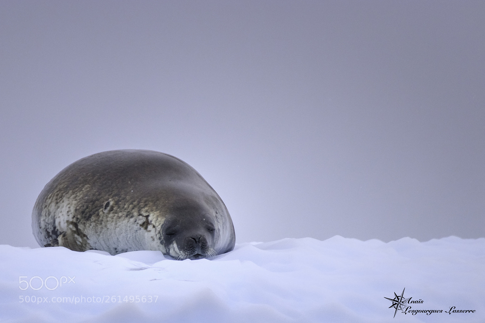 Canon EOS 80D sample photo. Antarctica photography