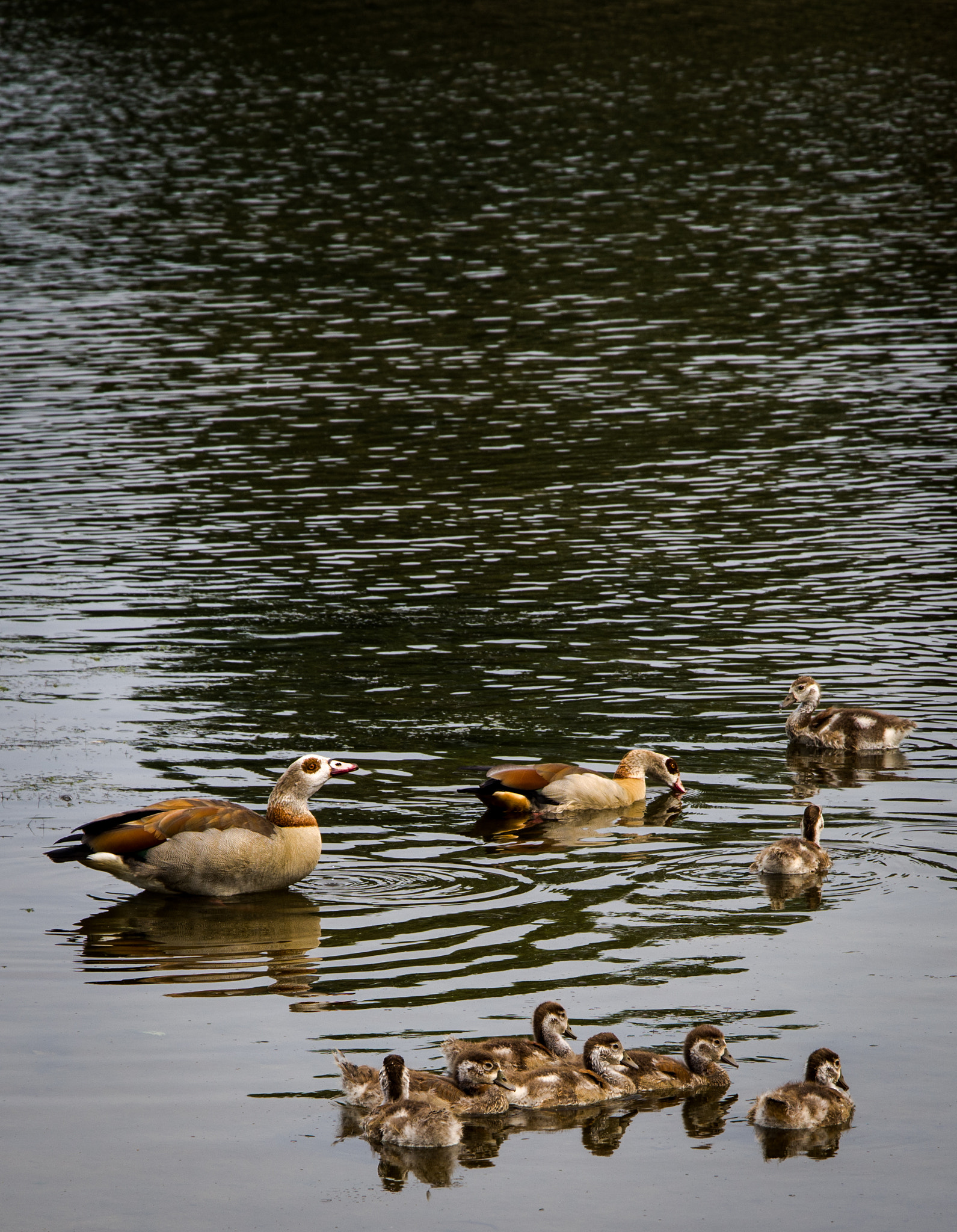 Pentax K-1 sample photo. Duck family photography