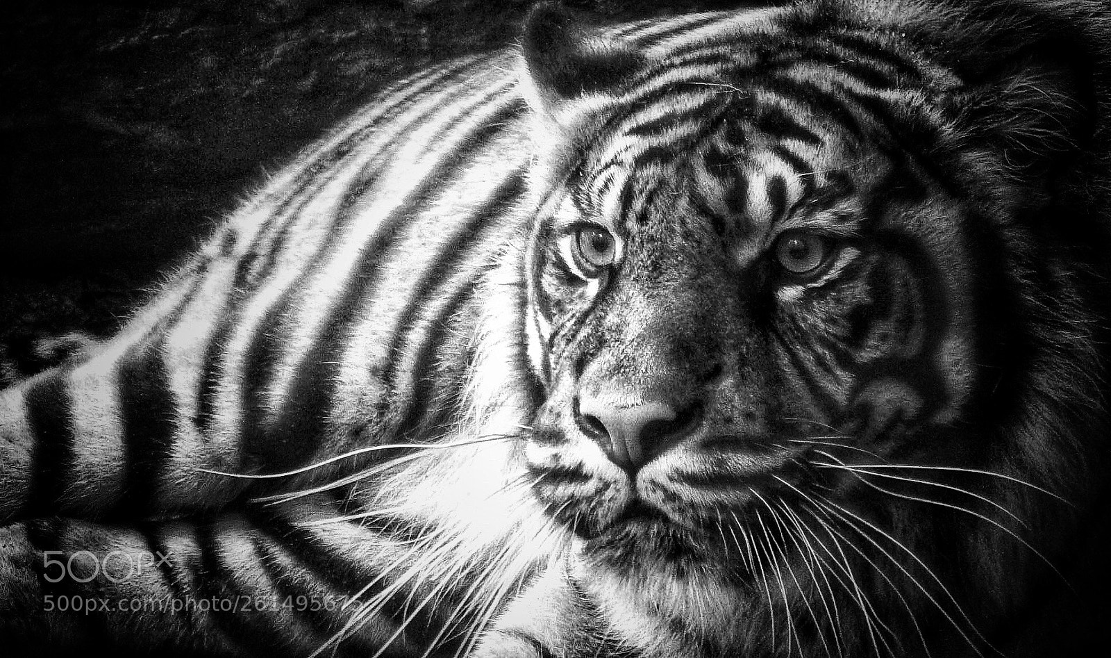 Canon PowerShot SX200 IS sample photo. Beauval’s tiger  photography