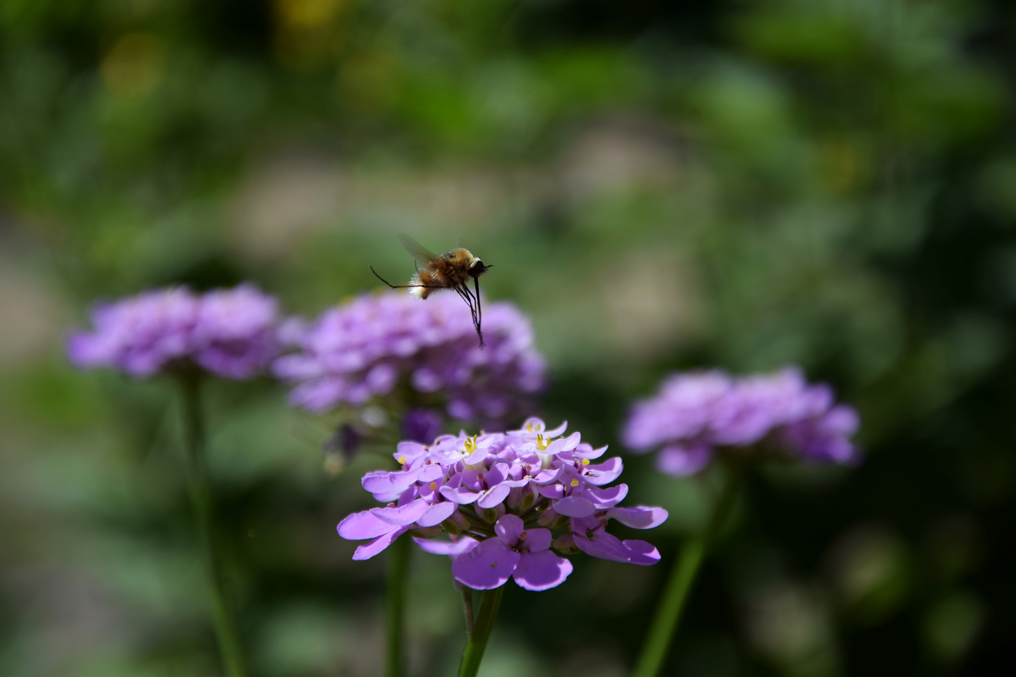 Nikon D3300 sample photo. Give me my flower photography