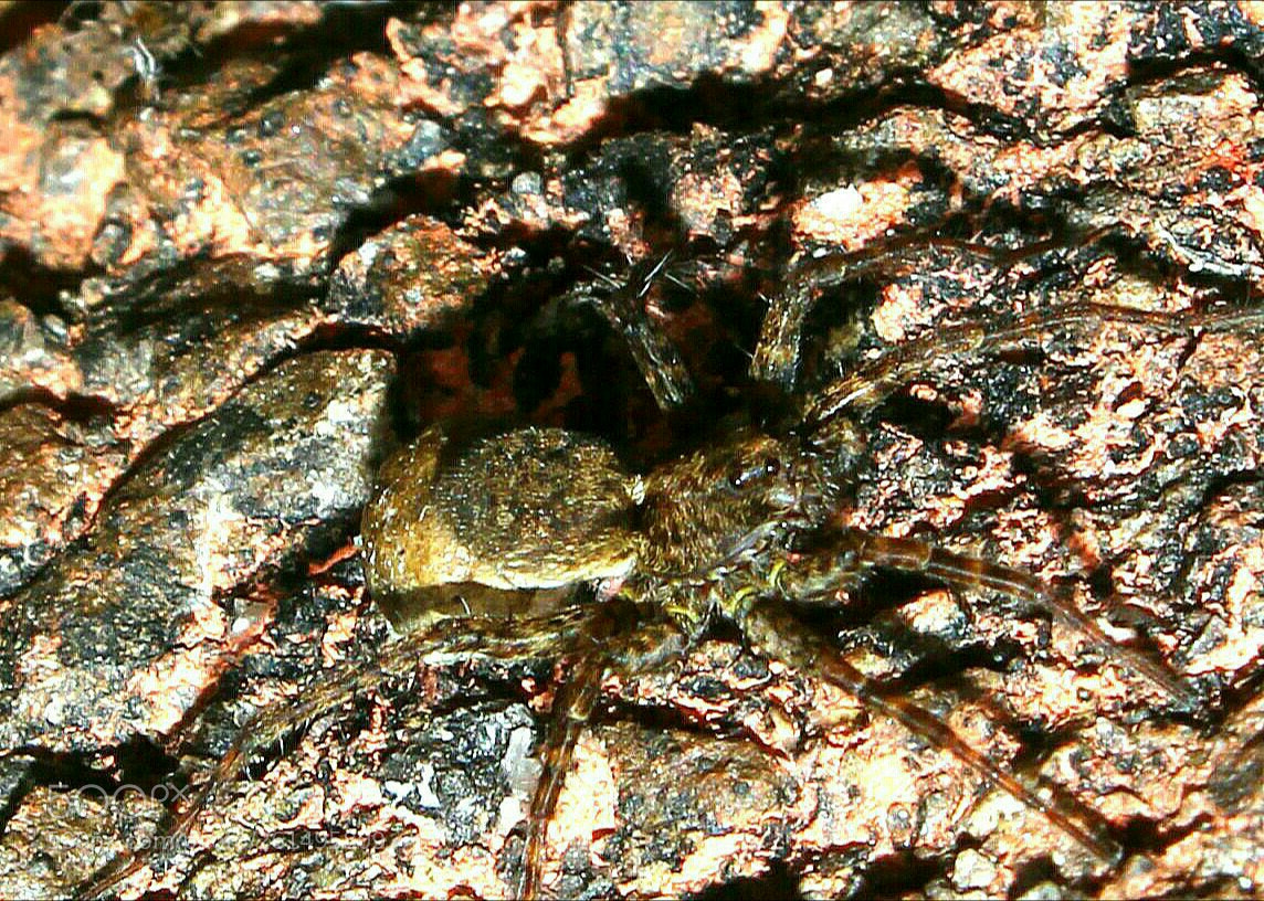 Canon EOS 1300D (EOS Rebel T6 / EOS Kiss X80) sample photo. Arachnid photography