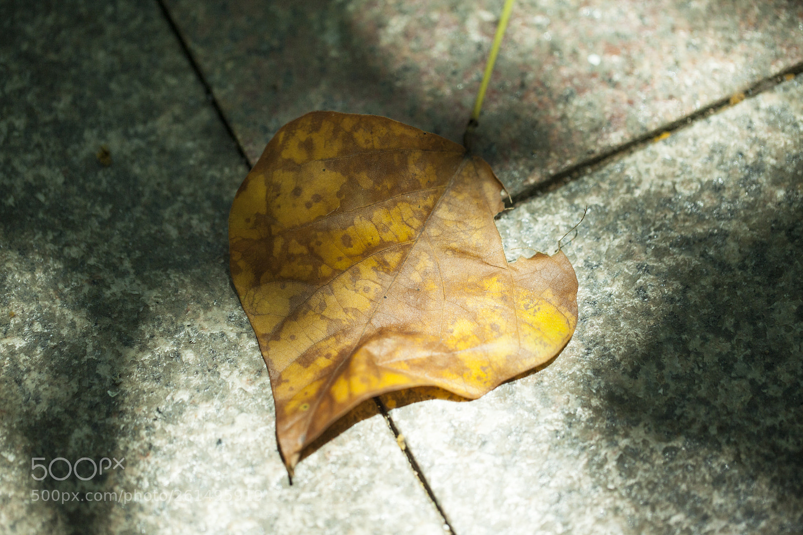 Canon EOS 5D Mark II sample photo. Heart-shaped leaves photography