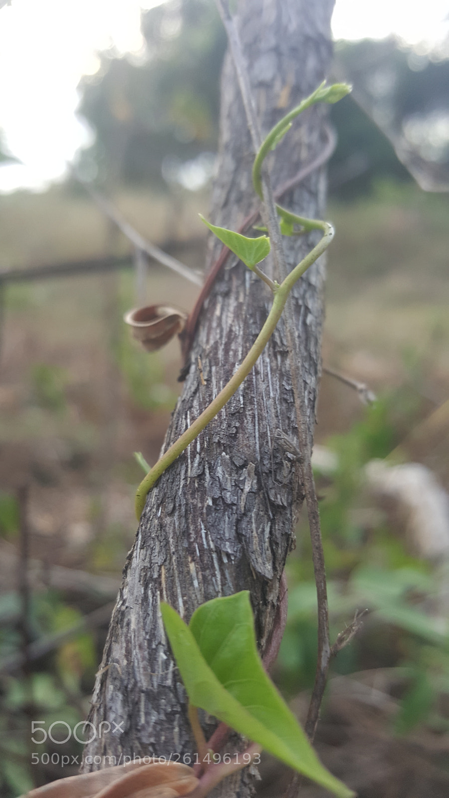 Samsung Galaxy Note5 sample photo. Untitled photography