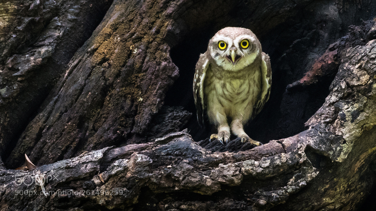 Nikon D500 sample photo. The spotted owlet photography