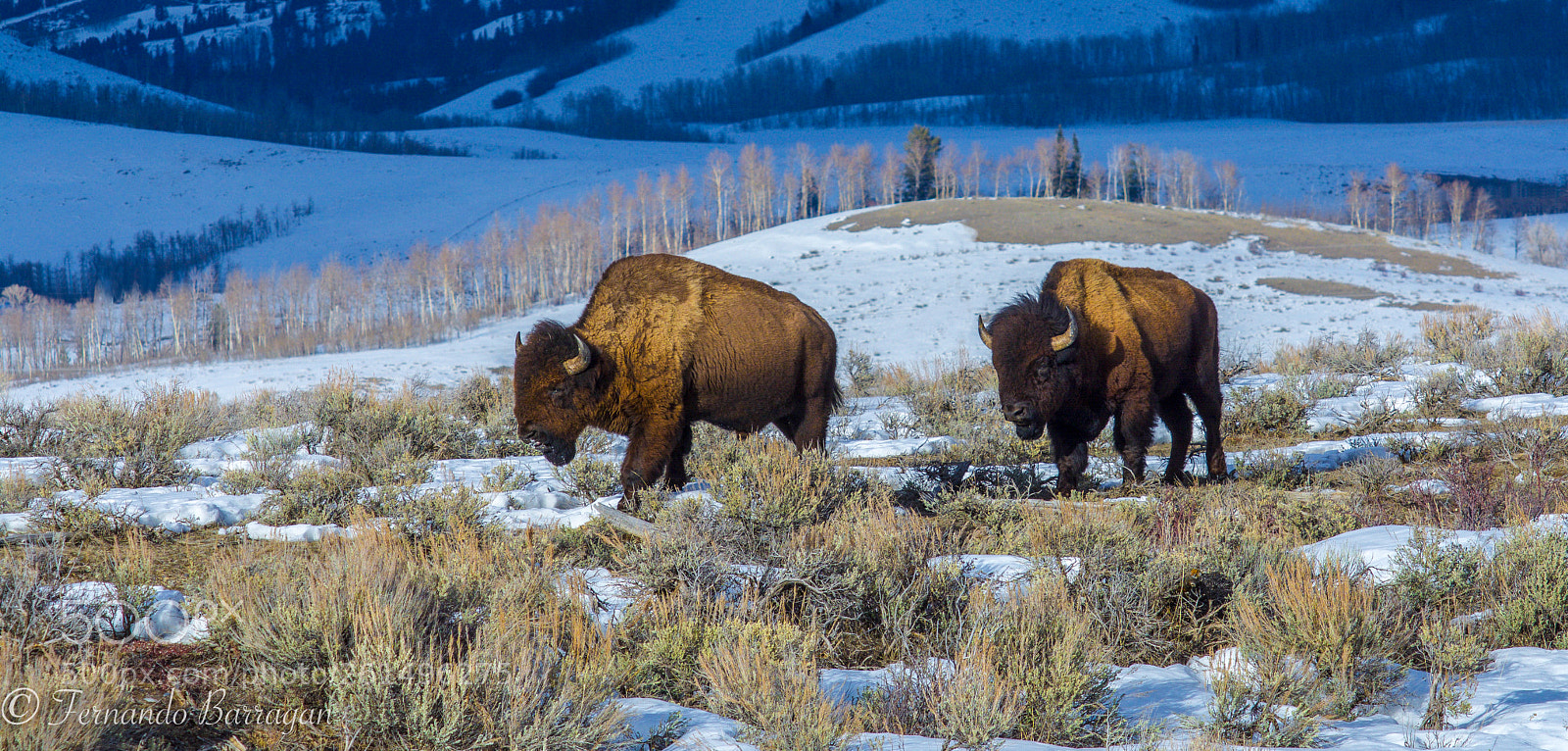 Nikon D7100 sample photo. Bisontes en yellowstone photography