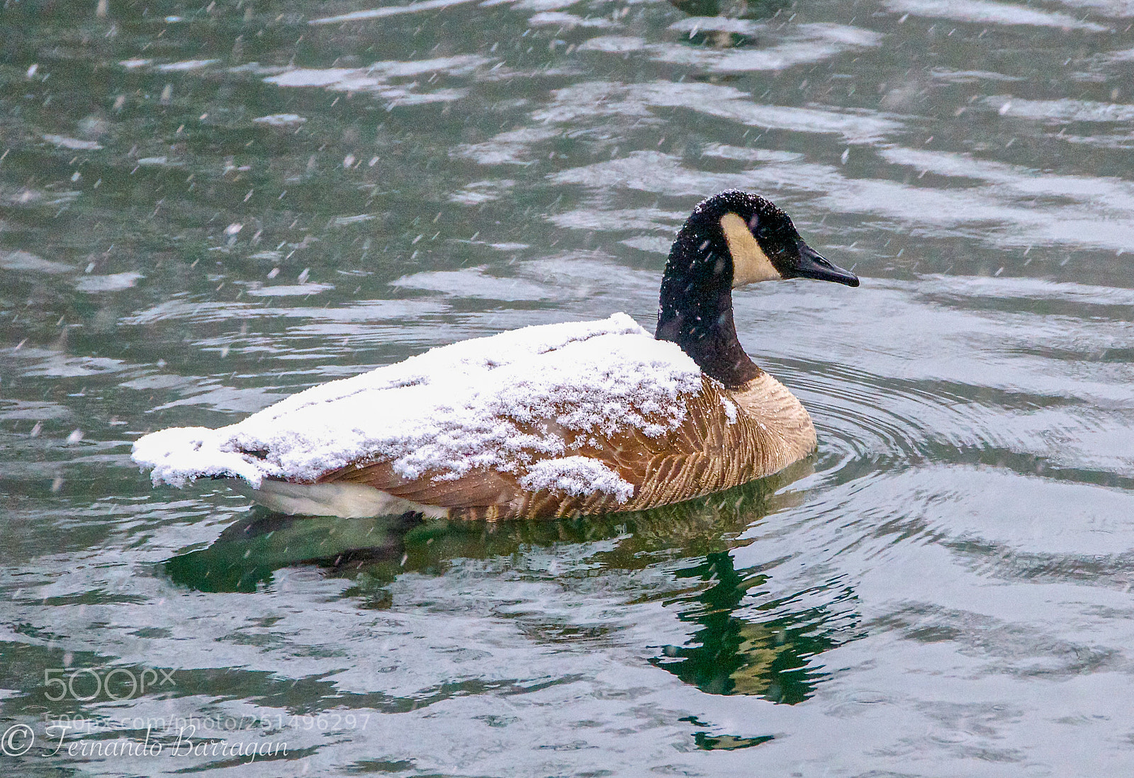 Nikon D300S sample photo. Oca canadiense nevando photography
