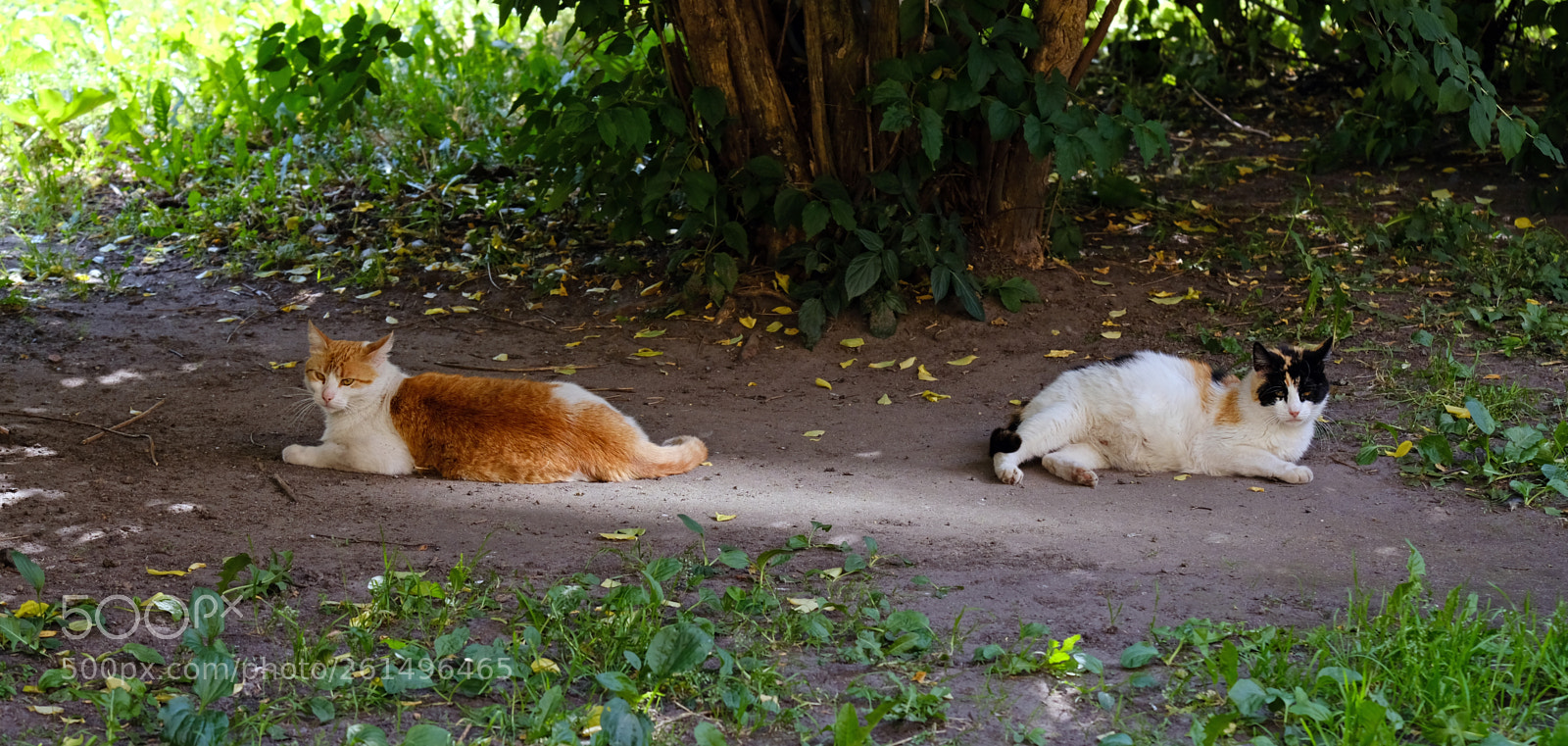 Fujifilm X-T20 sample photo. Two cats under hot photography