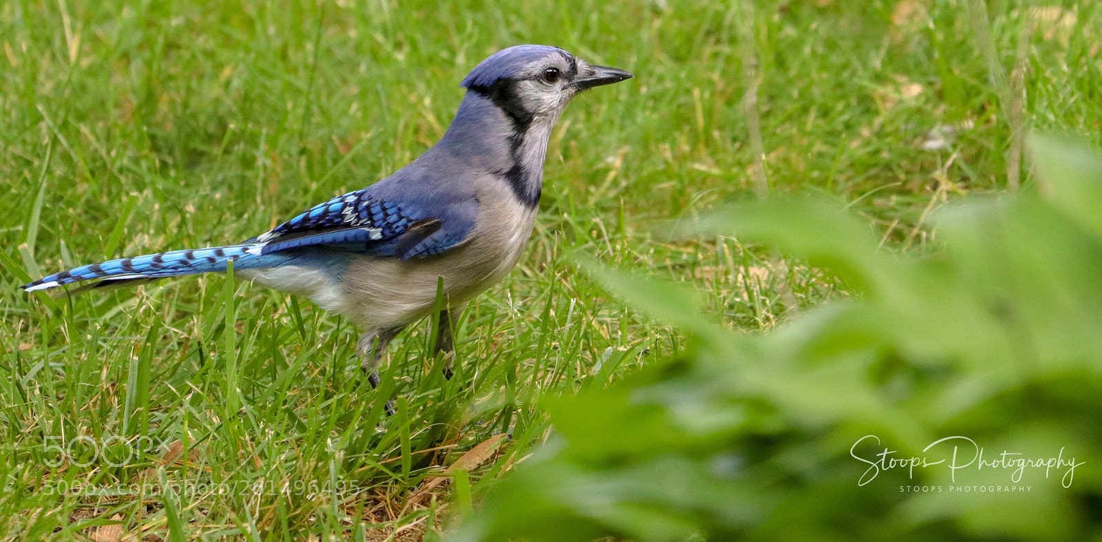Canon EOS 80D sample photo. Blue jay photography