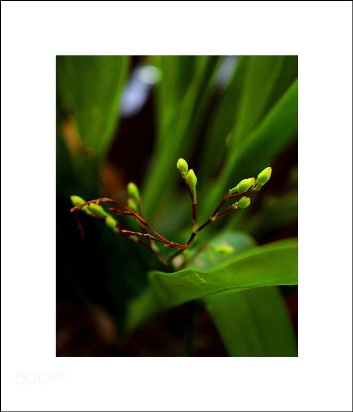 Nikon D5300 sample photo. "bonjuxuxu ;-)" photography
