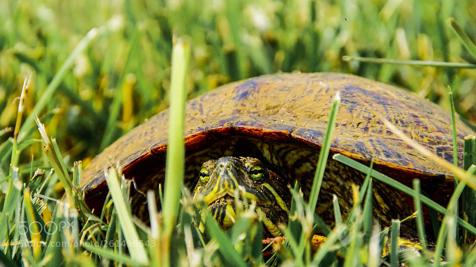 Sony a6000 sample photo. Turtle pose photography