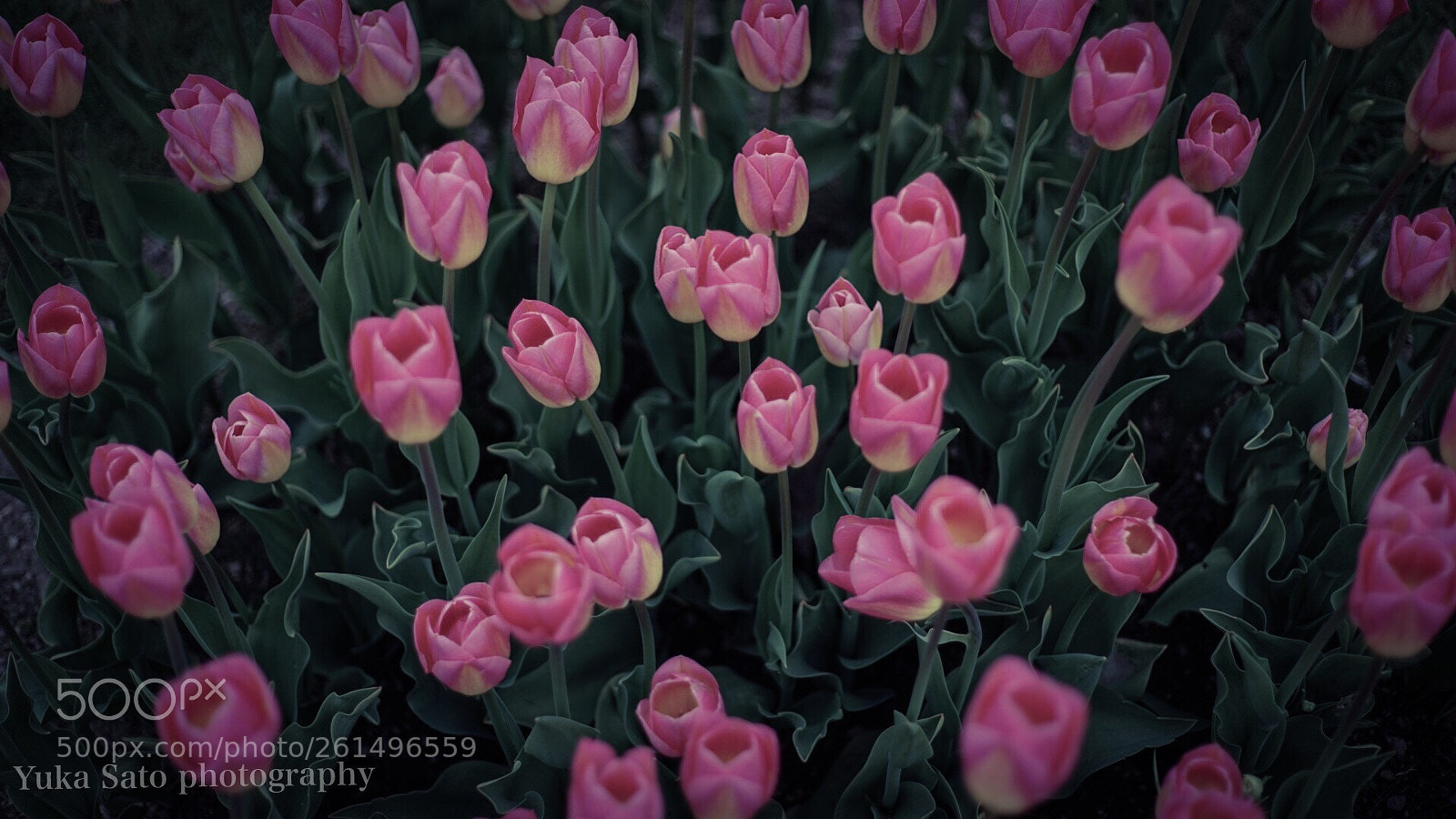 Sony a7R sample photo. A lot of tulips photography