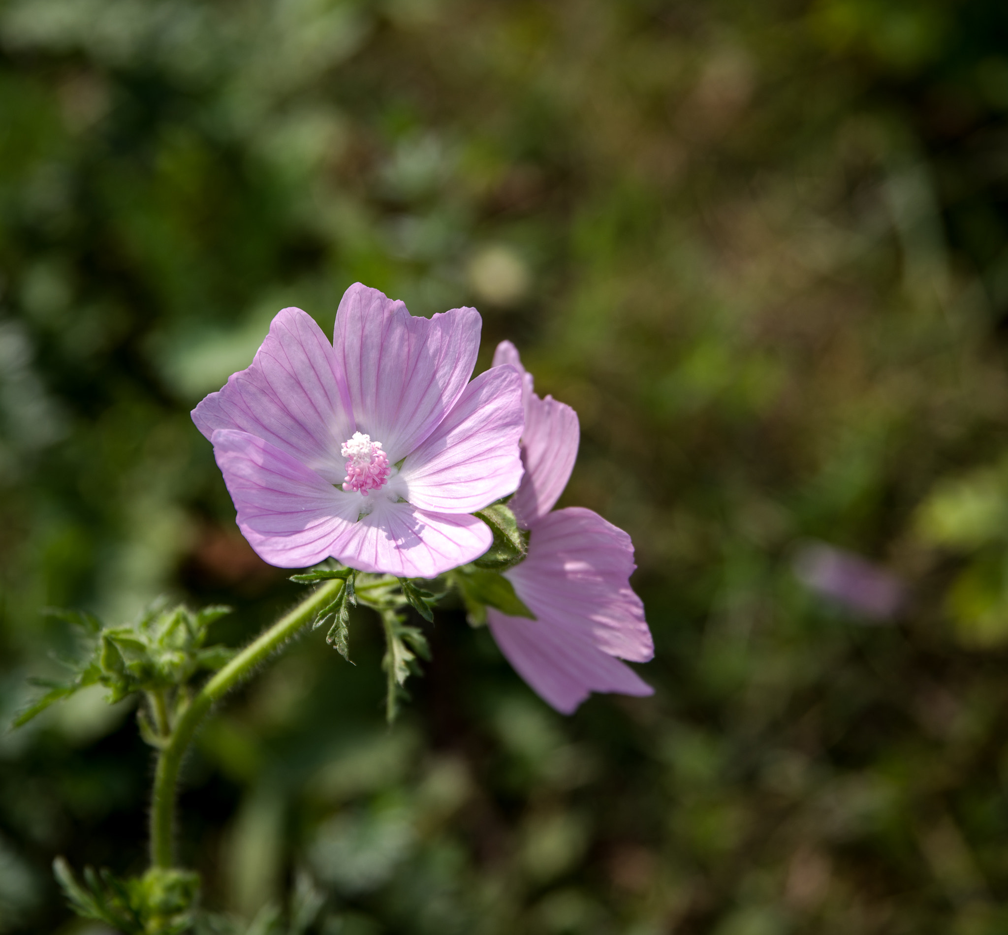 Pentax K-1 sample photo. Pink power flower photography
