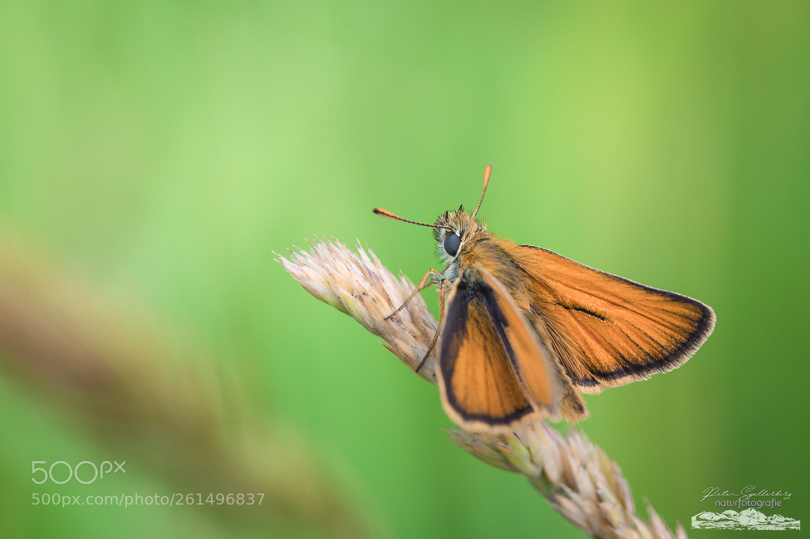 Canon EOS 5D Mark IV sample photo. Orange beauty photography