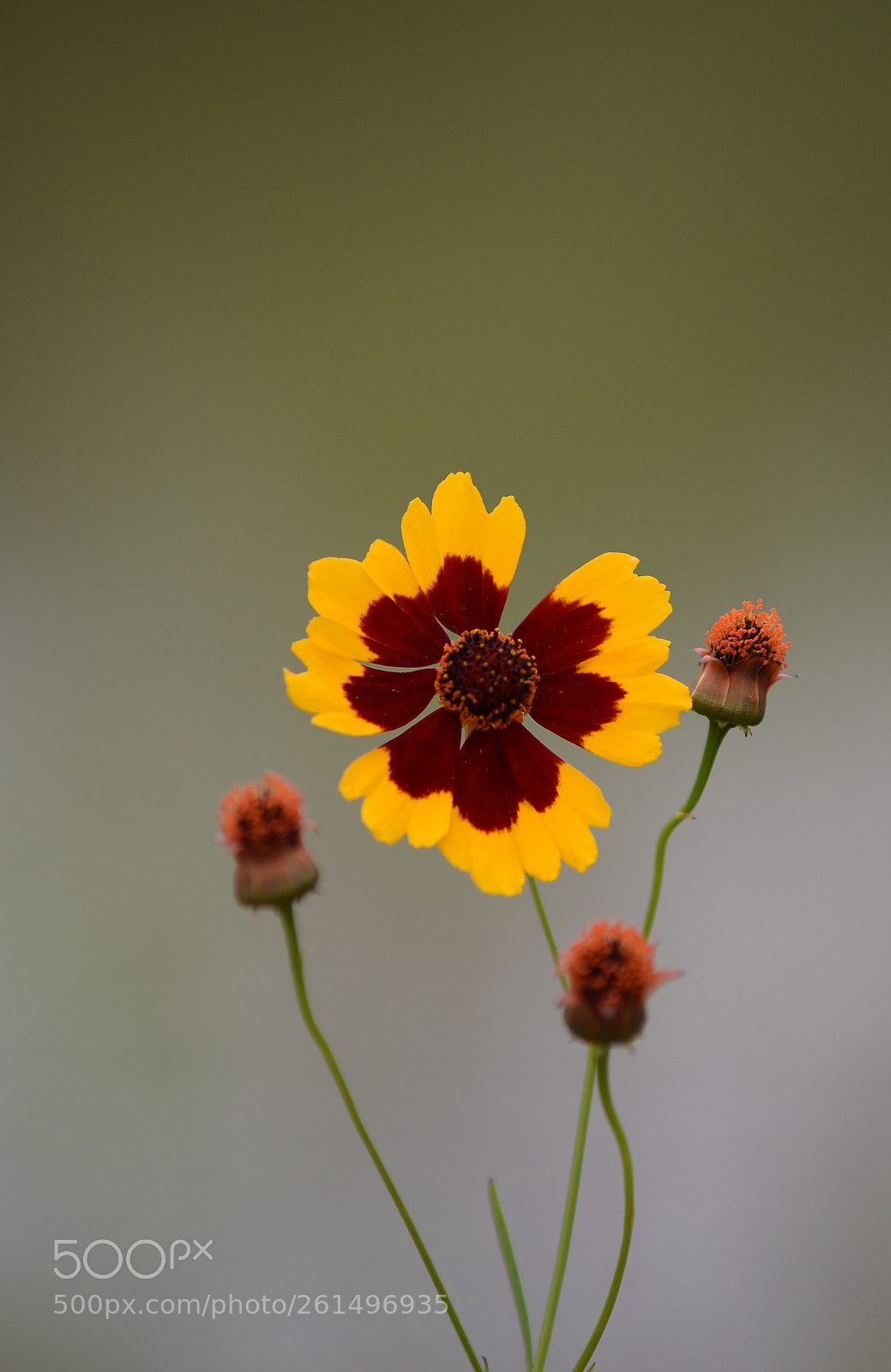 Nikon D610 sample photo. Flower photography
