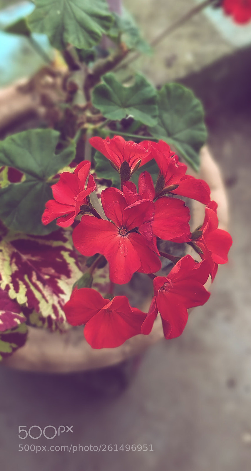 Xiaomi Redmi Note 5 sample photo. Deep photography