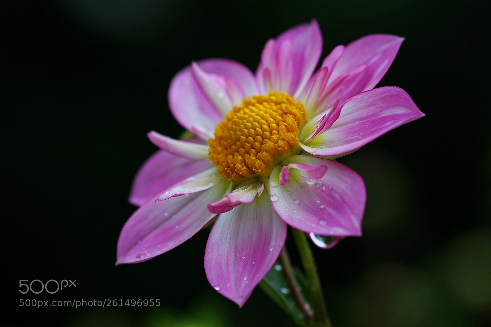 Canon EOS 1200D (EOS Rebel T5 / EOS Kiss X70 / EOS Hi) sample photo. Dahlie photography