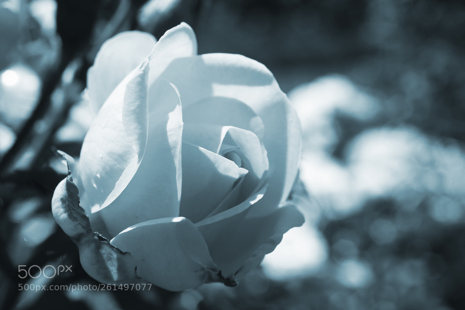 Canon EOS 6D sample photo. Rosebud photography