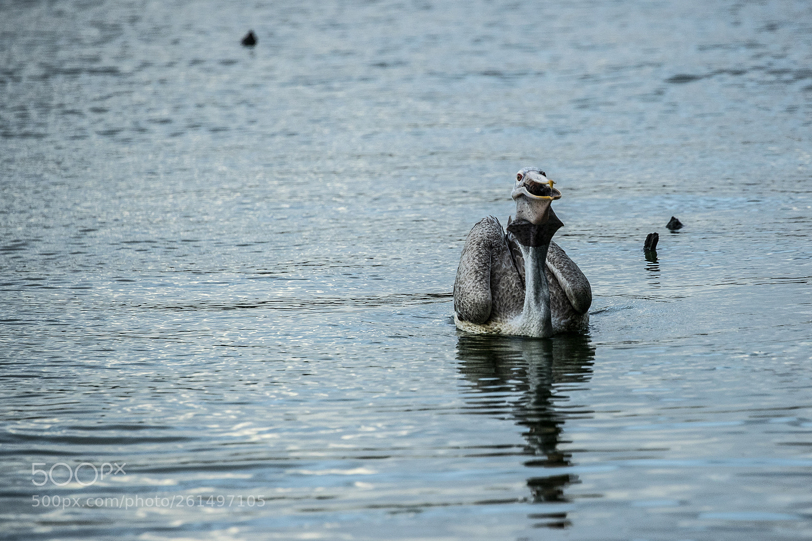 Canon EOS-1D X Mark II sample photo. Colombo photography