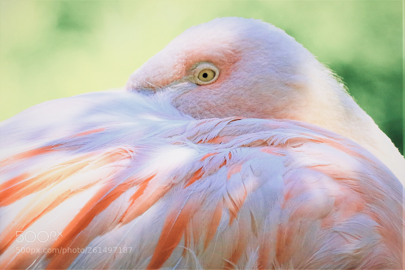 Canon EOS 7D Mark II sample photo. Flamingo photography