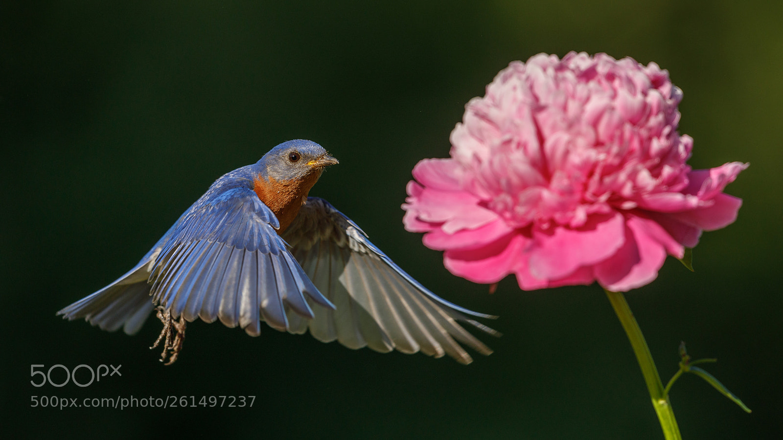 Canon EOS 5D Mark IV sample photo. Bluebird in flight photography