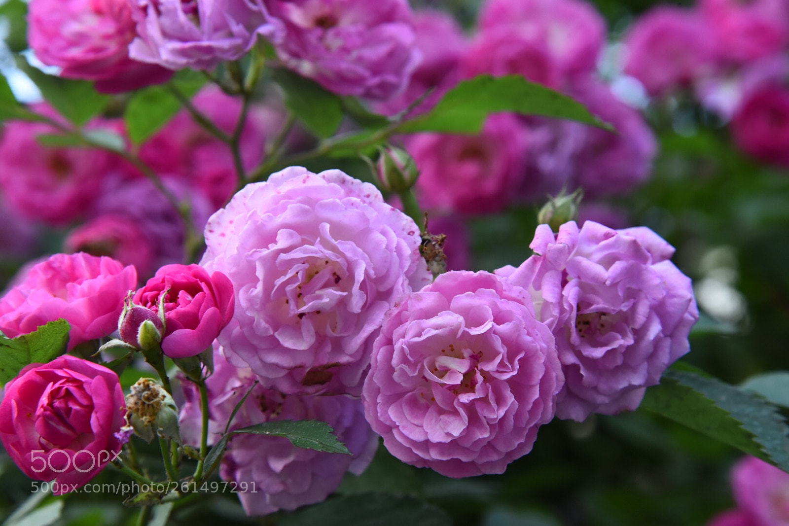 Nikon D750 sample photo. Roses photography