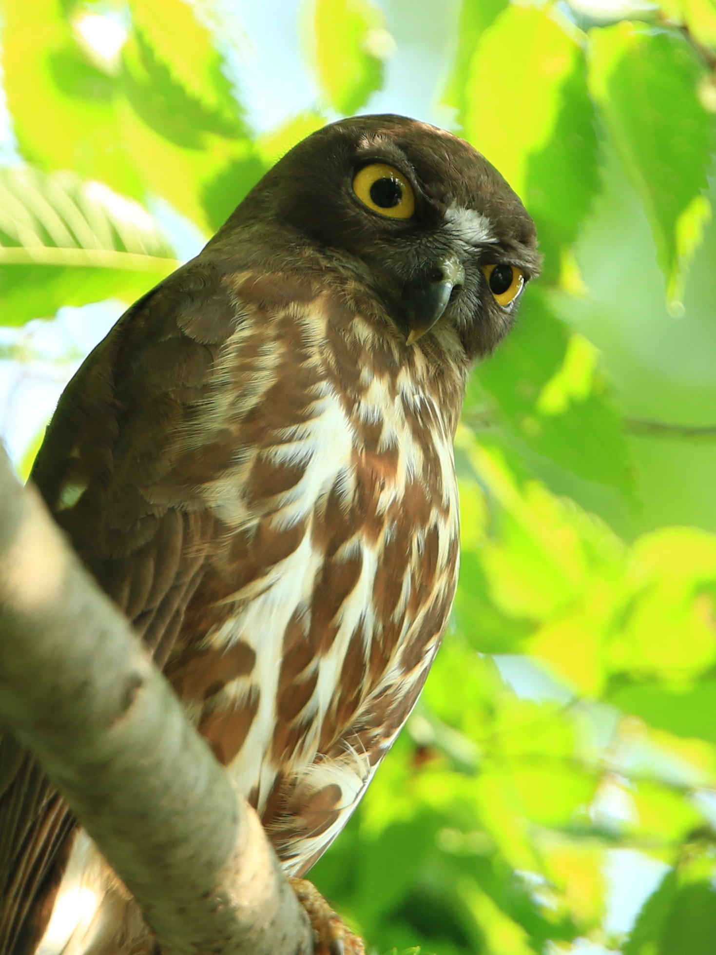 Canon EOS 7D Mark II + Canon EF 400mm F2.8L IS USM sample photo. Brown hawk owl  アオバズク photography