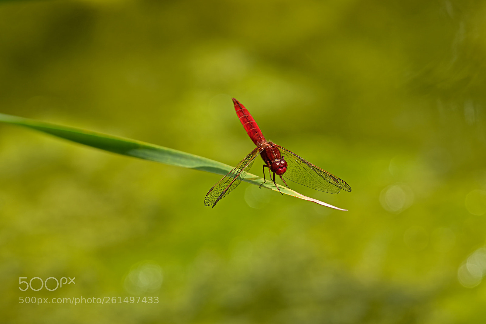 Canon EOS 7D Mark II sample photo. Rouge bellule photography