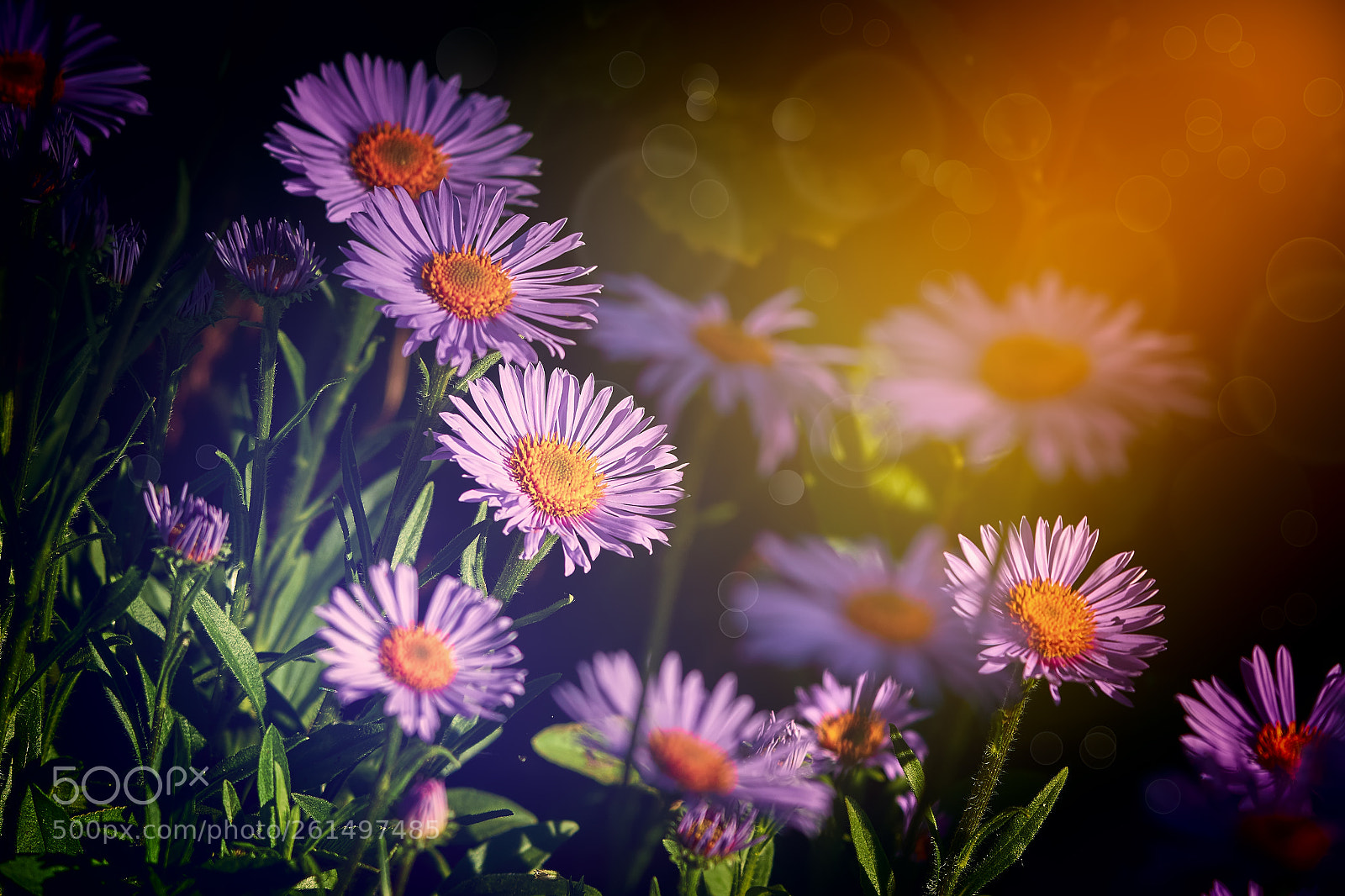 Canon EOS 7D Mark II sample photo. Abstract flower background photography