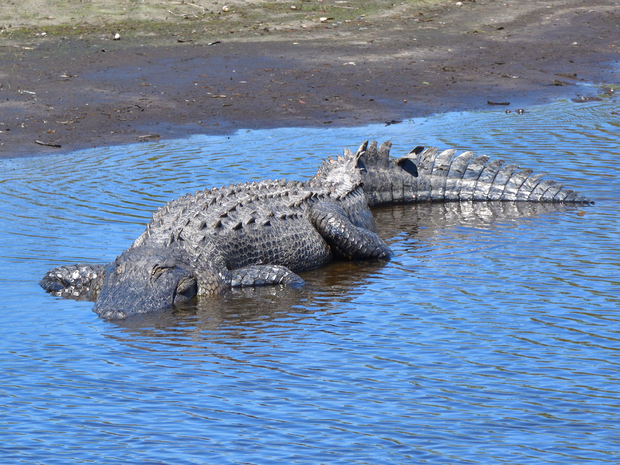 Nikon D5500 sample photo. Gator photography