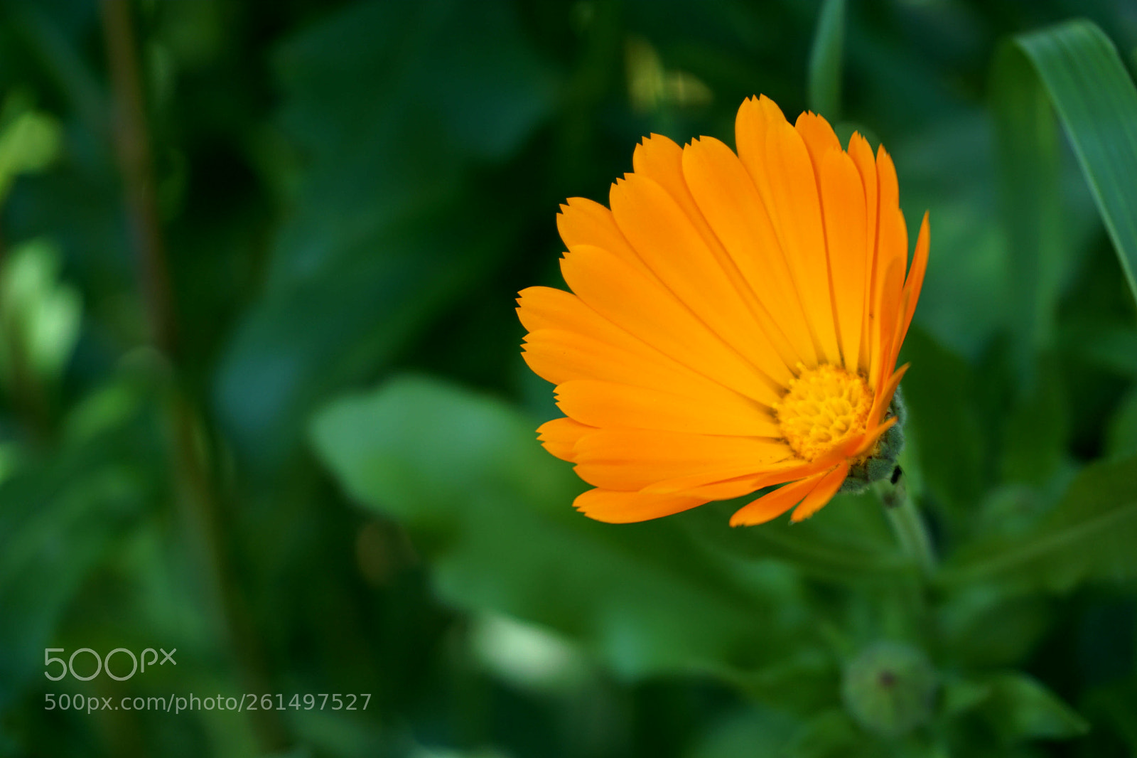 Sony a6000 sample photo. A flower photography