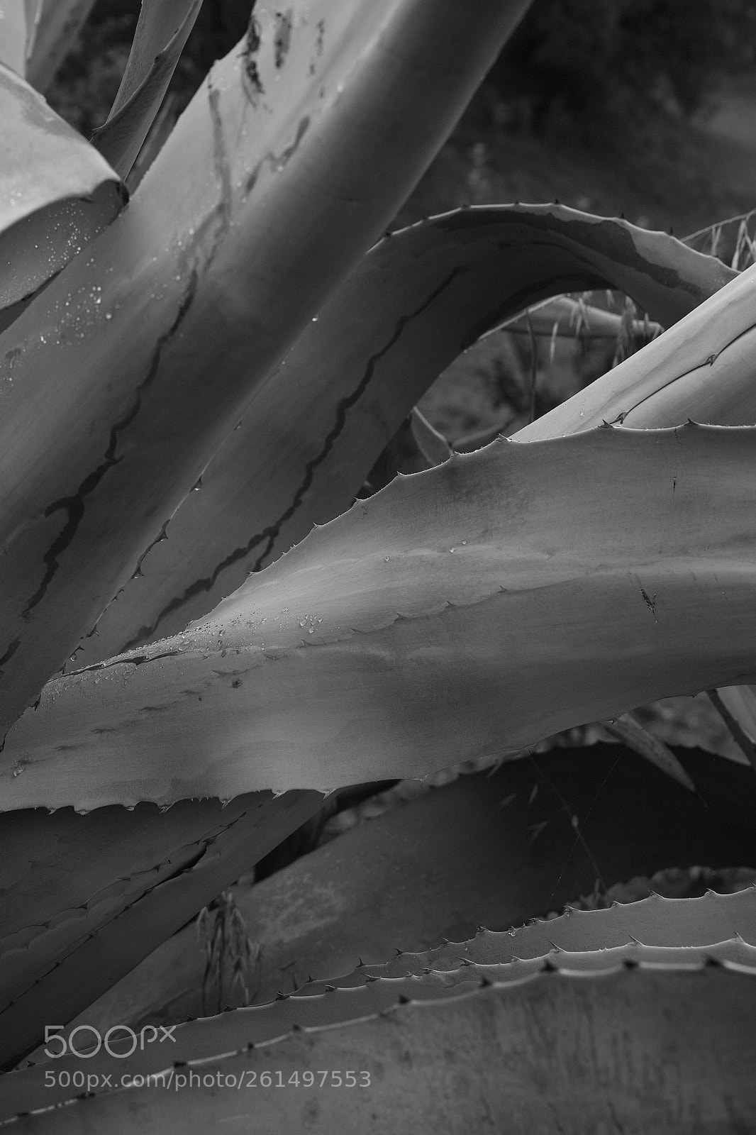 Sigma DP3 Merrill sample photo. Blue agave leaves photography