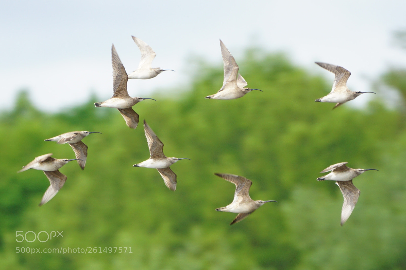 Sony a6000 sample photo. Whimbrels photography