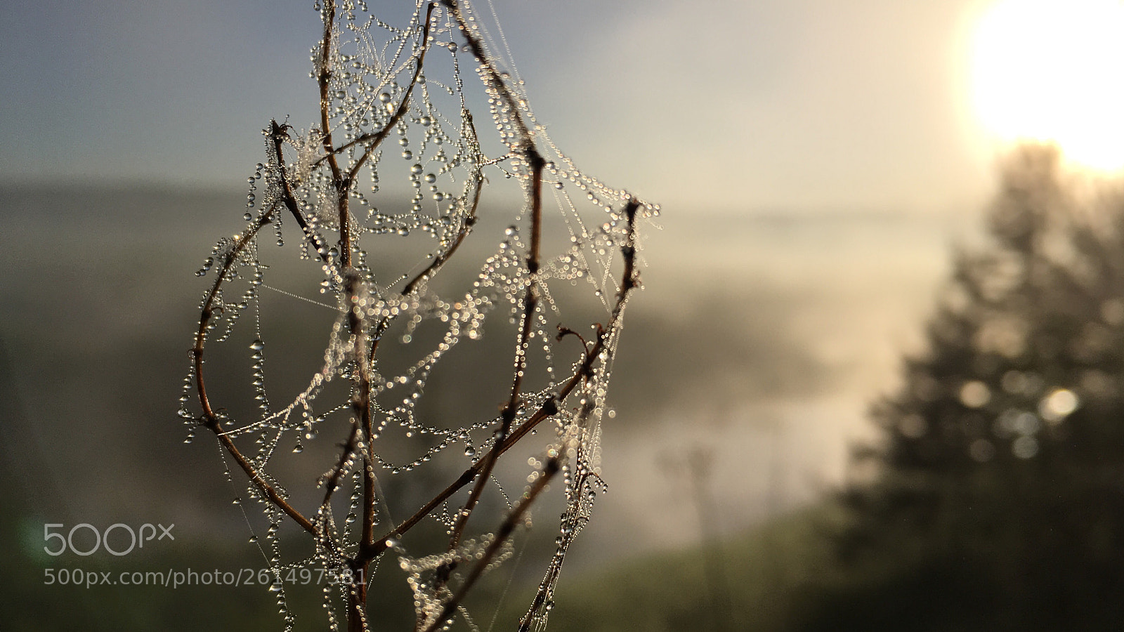 Apple iPhone SE sample photo. Dew photography