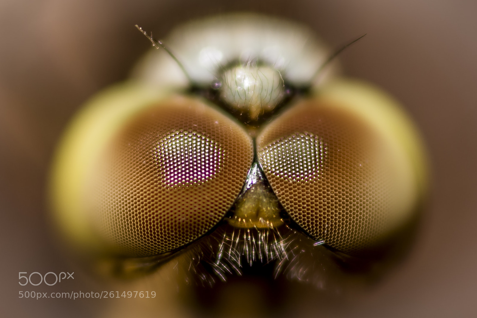 Nikon D750 sample photo. Dragonfly eyes photography