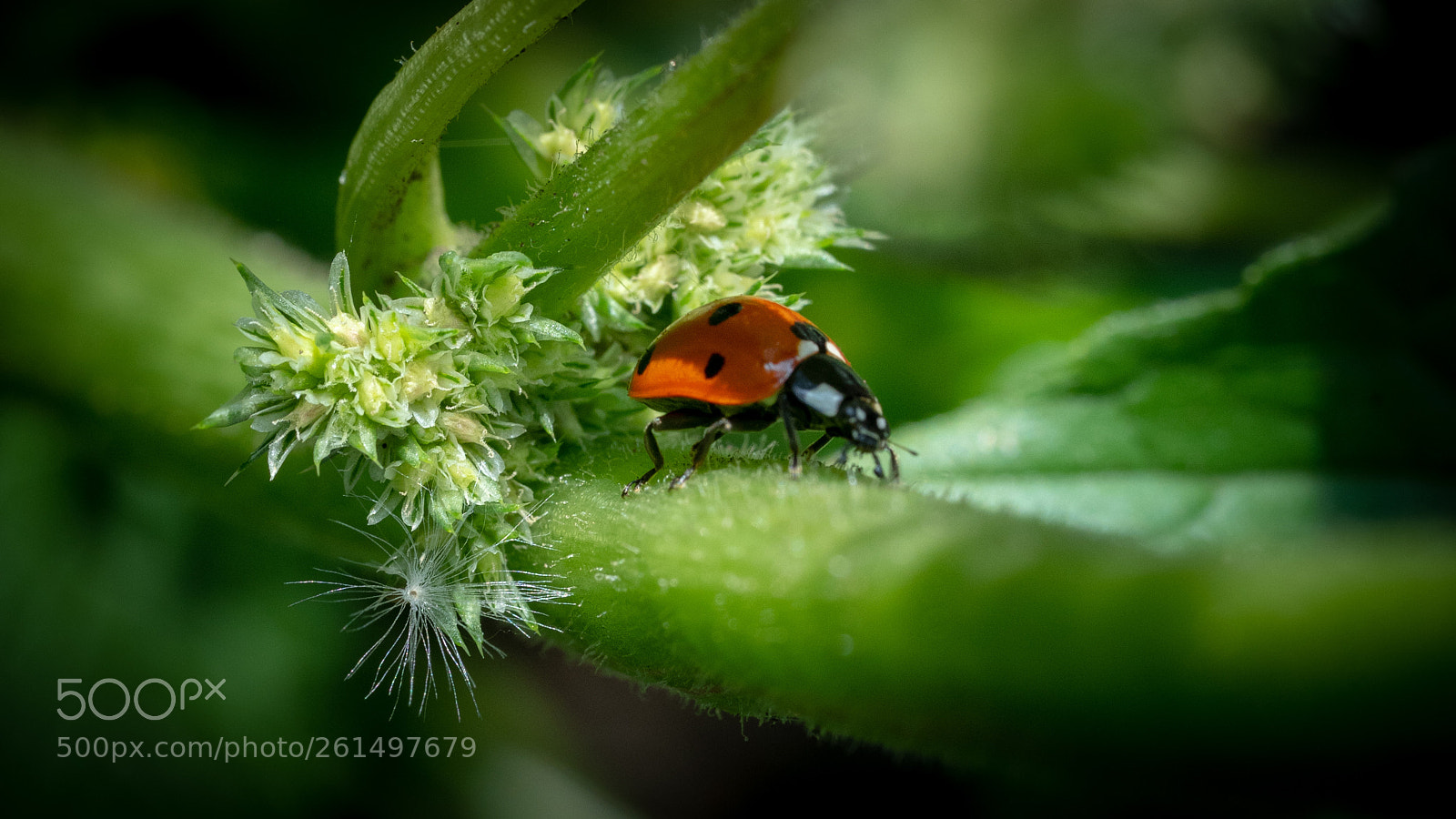 Sony a7 III sample photo. Ladybeetle photography