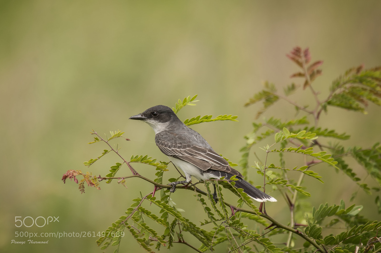 Canon EOS 70D sample photo. Eastern kingbird photography