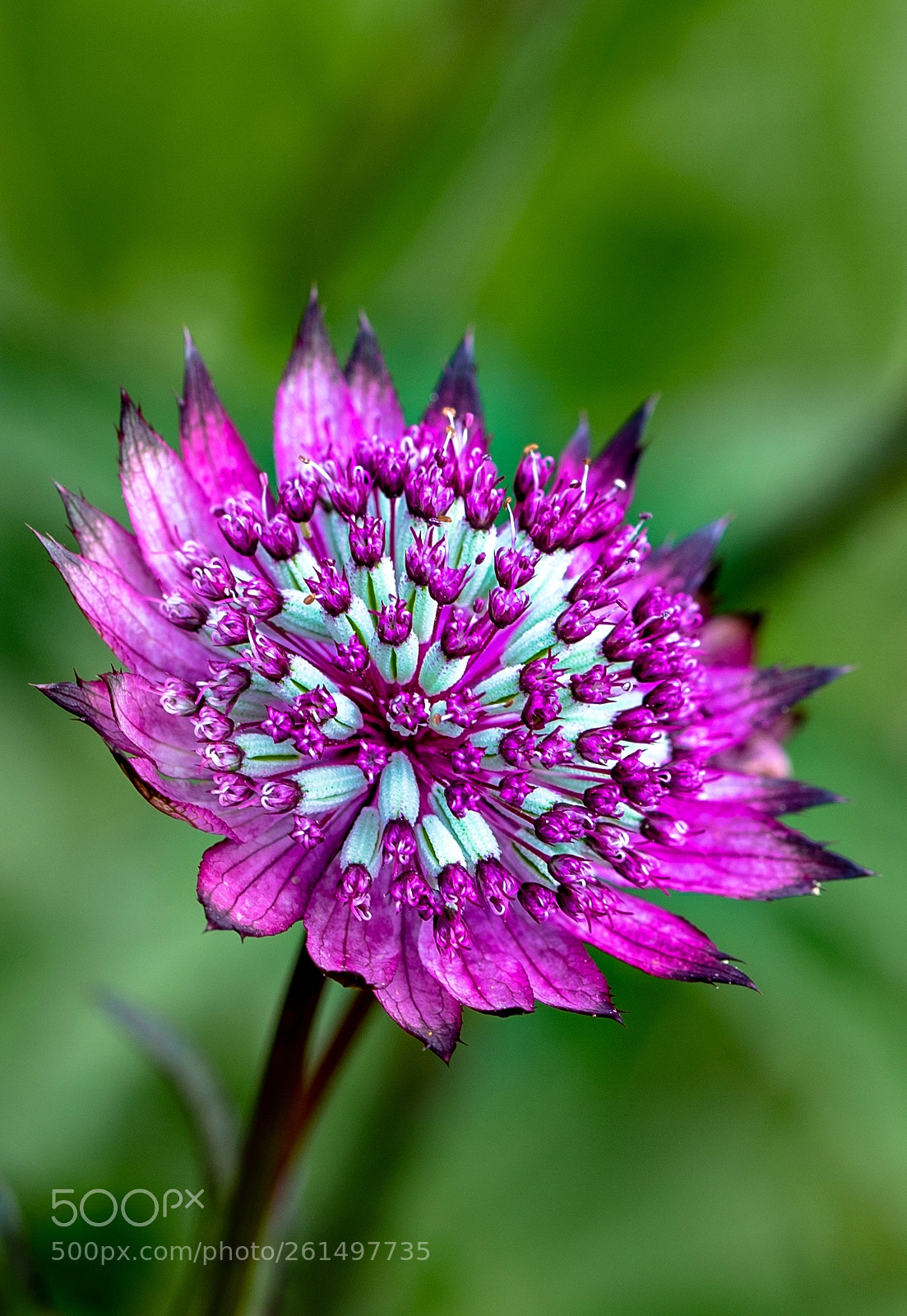 Sony a7 III sample photo. Purple stunner photography