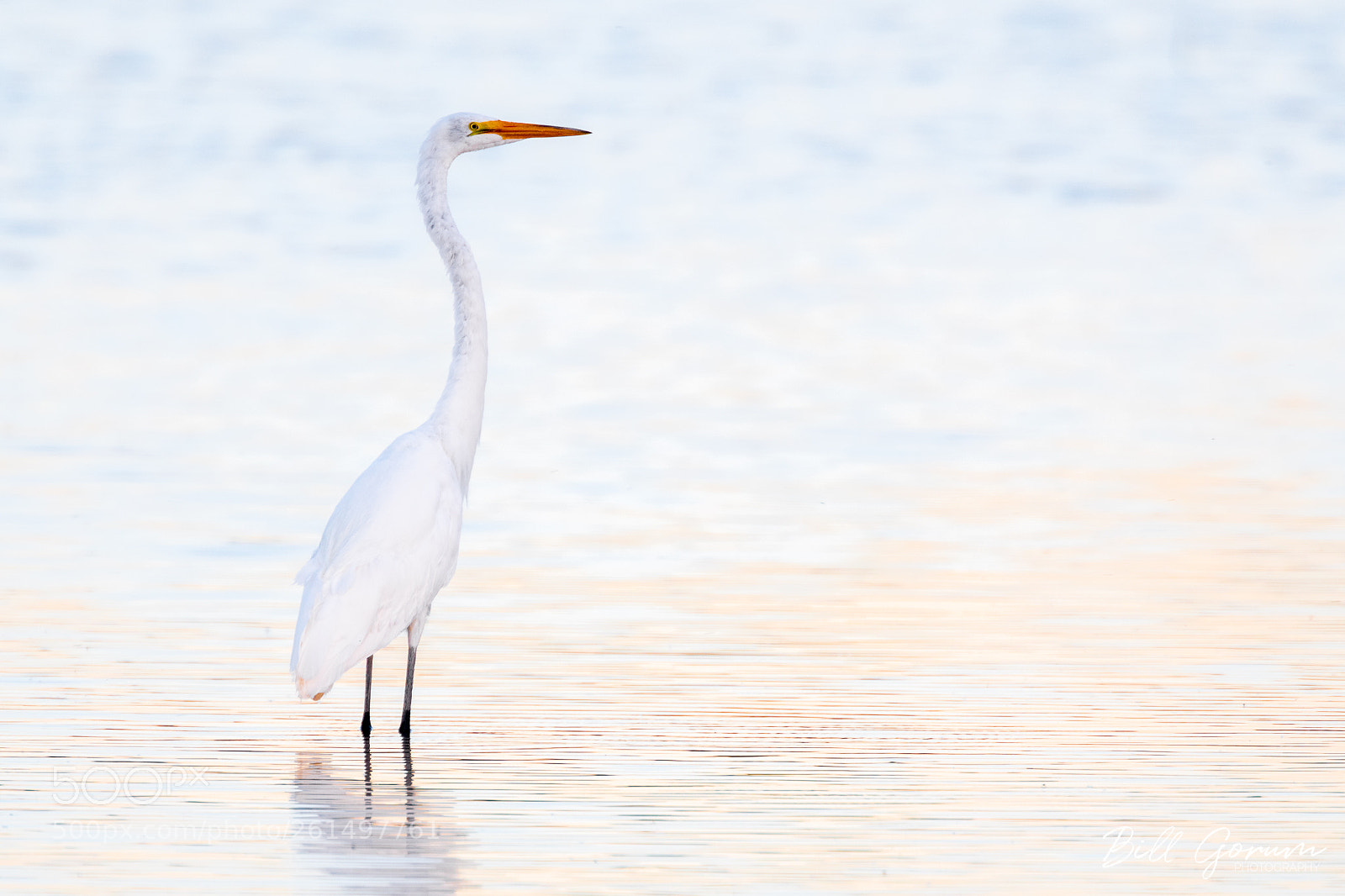 Nikon D500 sample photo. Great egret photography