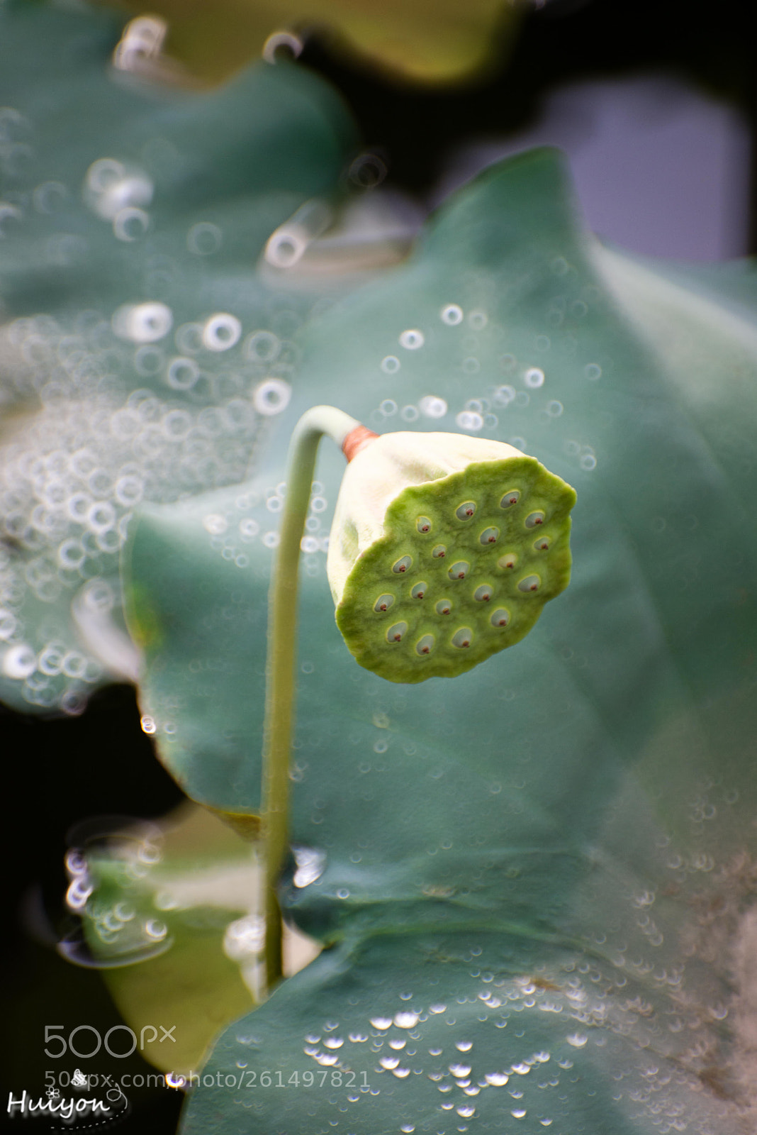 Nikon D800 sample photo. Untitled photography